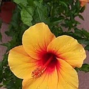 Meet your Posher, Teresa